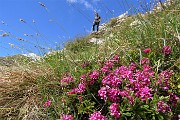 64 Sentiero colorato e 'profumato'  dalla Dafne odorosa (Daphne cneorum)